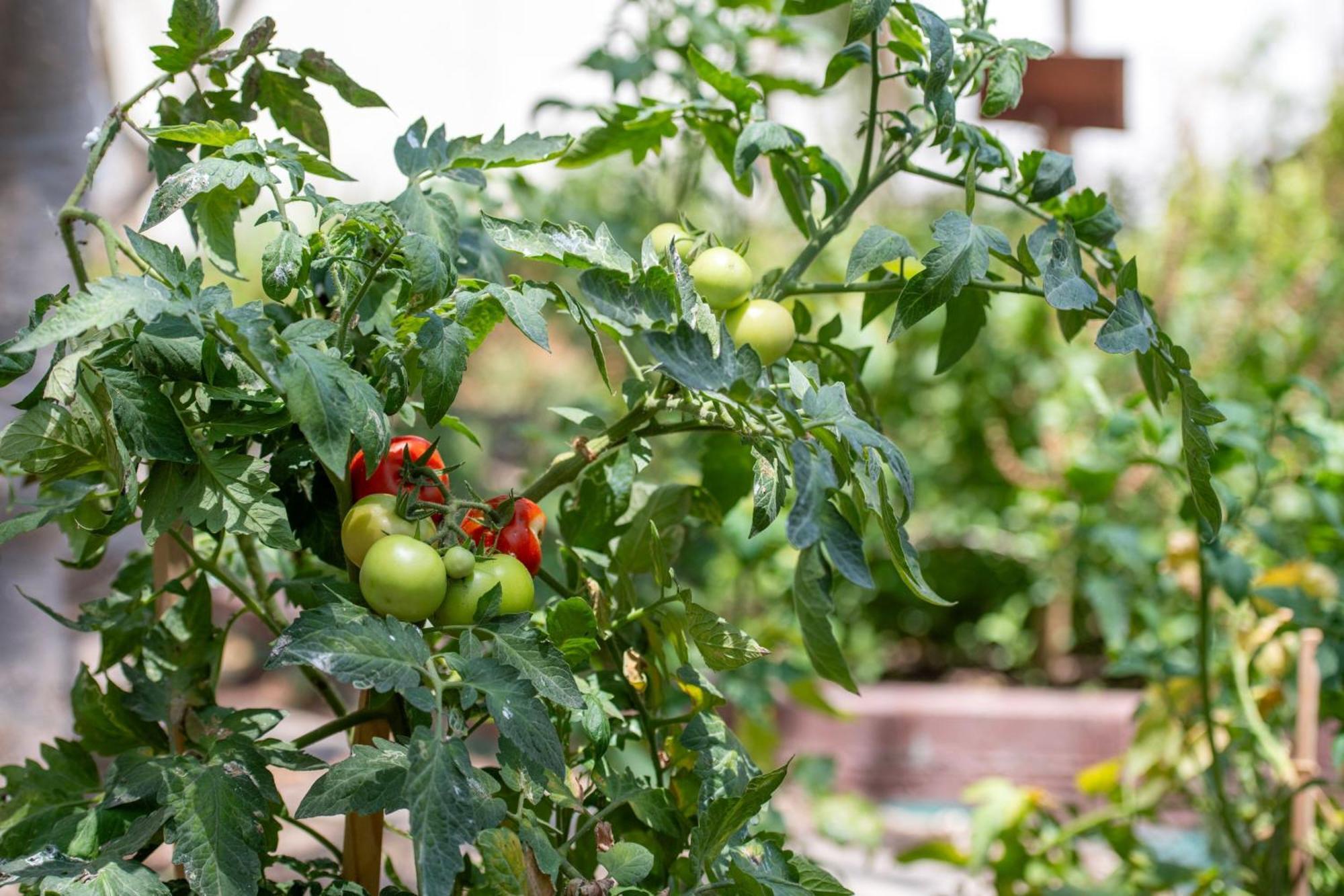 Hotel The Ritz-Carlton, Ad Dawhah Esterno foto Tomato plants
